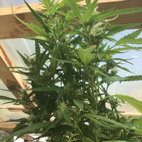 WCAPF #1 growlog timeline photo