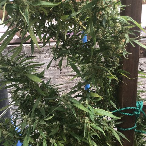 WCAPF #1 growlog timeline photo