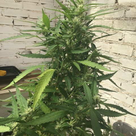 WCAPF #1 growlog timeline photo