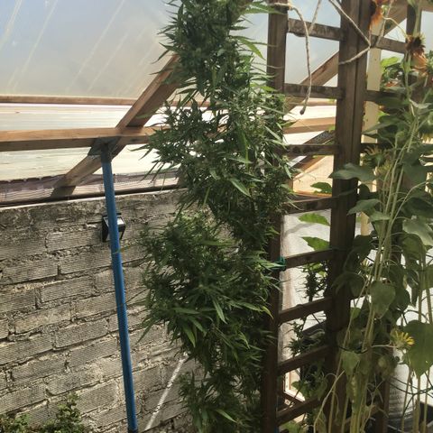 WCAPF #1 growlog timeline photo
