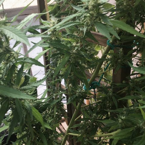 WCAPF #1 growlog timeline photo