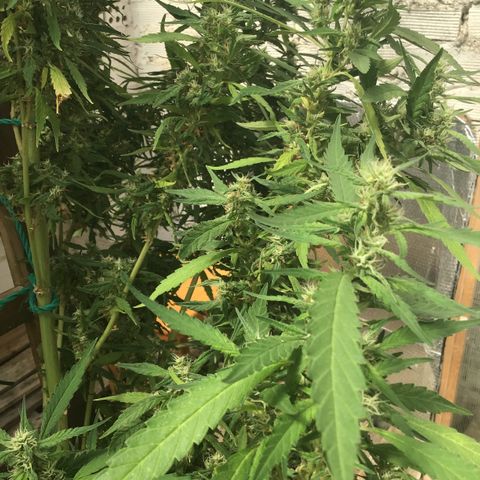 WCAPF #1 growlog timeline photo