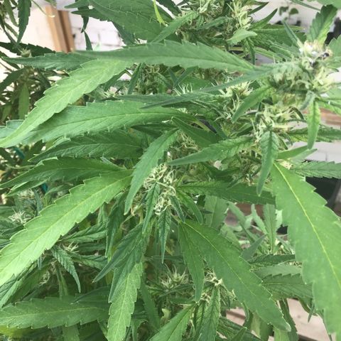 WCAPF #1 growlog timeline photo