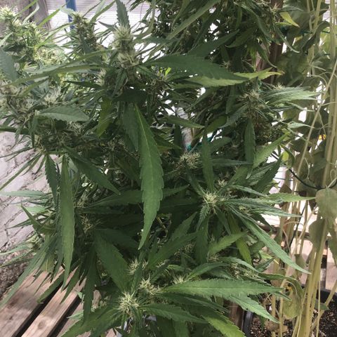 WCAPF #1 growlog timeline photo