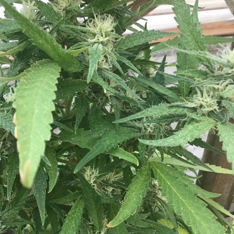 WCAPF #1 growlog timeline photo