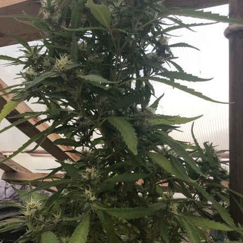 WCAPF #1 growlog timeline photo