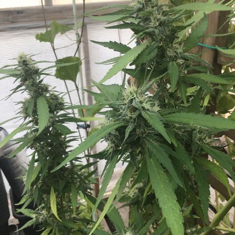 WCAPF #1 growlog timeline photo