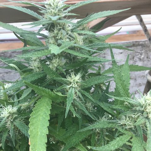 WCAPF #1 growlog timeline photo