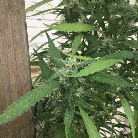 WCAPF #1 growlog timeline photo