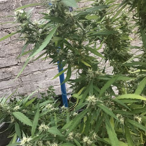 WCAPF #1 growlog timeline photo