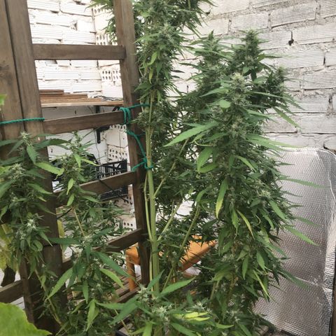 WCAPF #1 growlog timeline photo