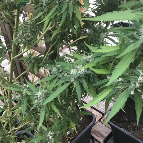 WCAPF #1 growlog timeline photo