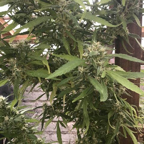 WCAPF #1 growlog timeline photo