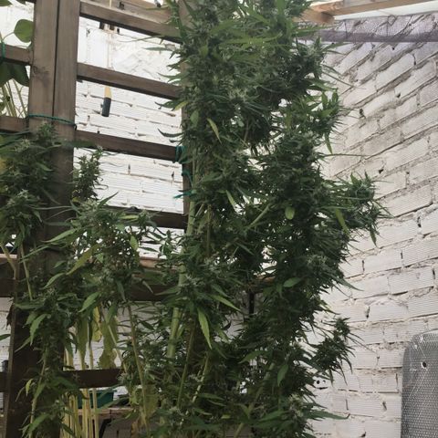 WCAPF #1 growlog timeline photo