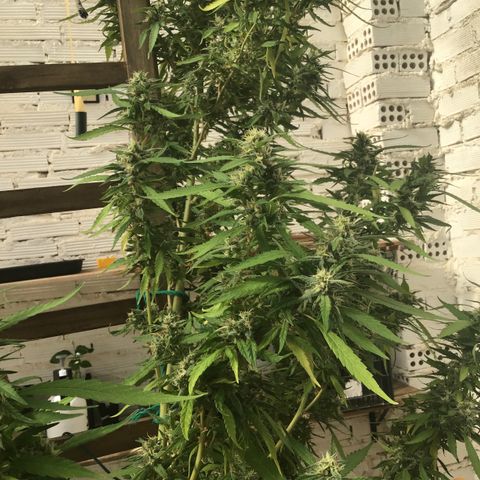 WCAPF #1 growlog timeline photo