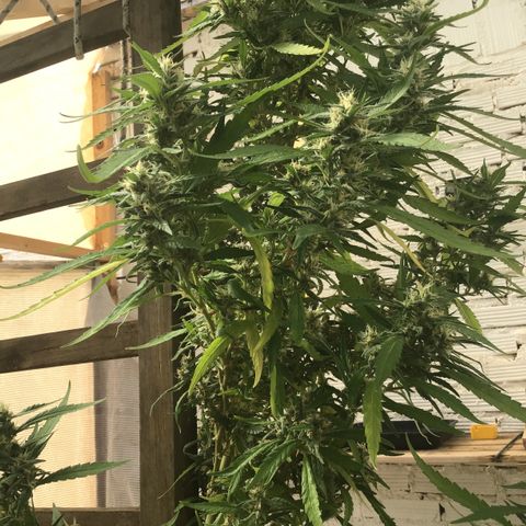 WCAPF #1 growlog timeline photo
