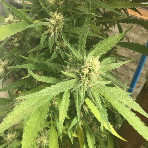 WCAPF #1 growlog timeline photo