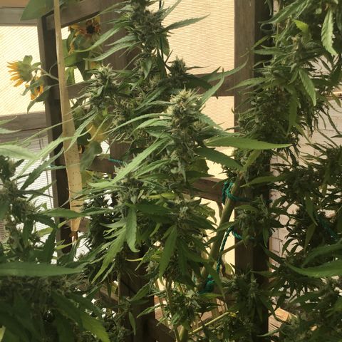 WCAPF #1 growlog timeline photo