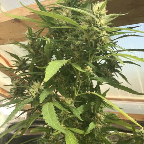 WCAPF #1 growlog timeline photo