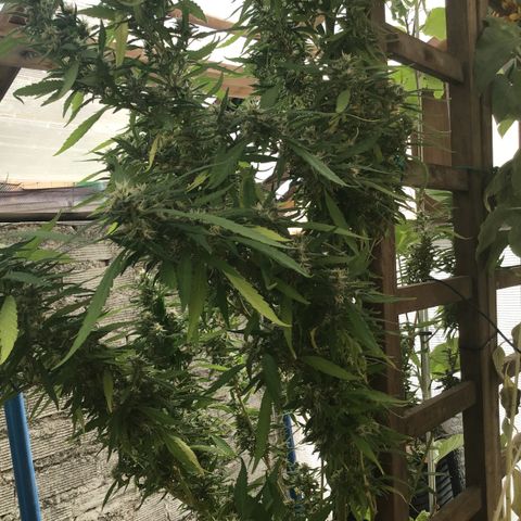 WCAPF #1 growlog timeline photo