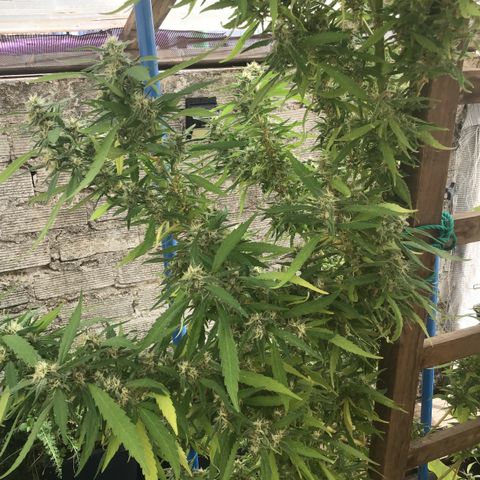 WCAPF #1 growlog timeline photo
