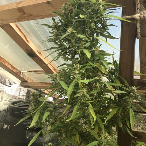 WCAPF #1 growlog timeline photo