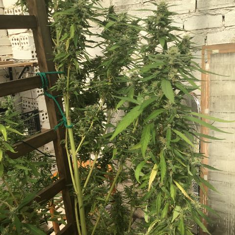 WCAPF #1 growlog timeline photo