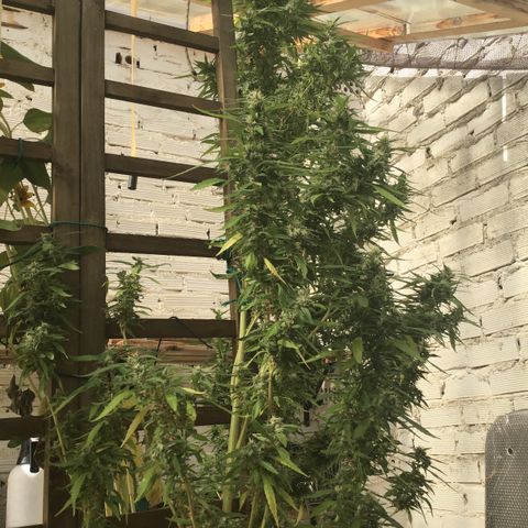 WCAPF #1 growlog timeline photo