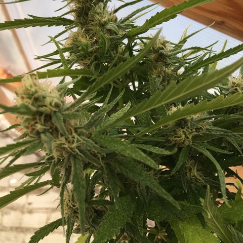 WCAPF #1 growlog timeline photo