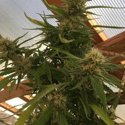 WCAPF #1 growlog timeline photo