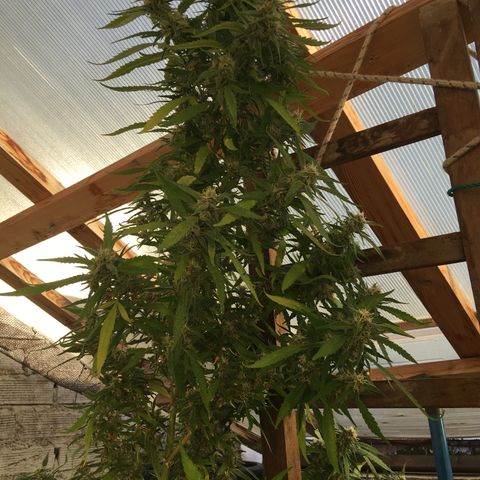 WCAPF #1 growlog timeline photo
