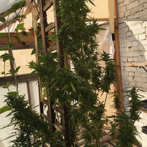 WCAPF #1 growlog timeline photo