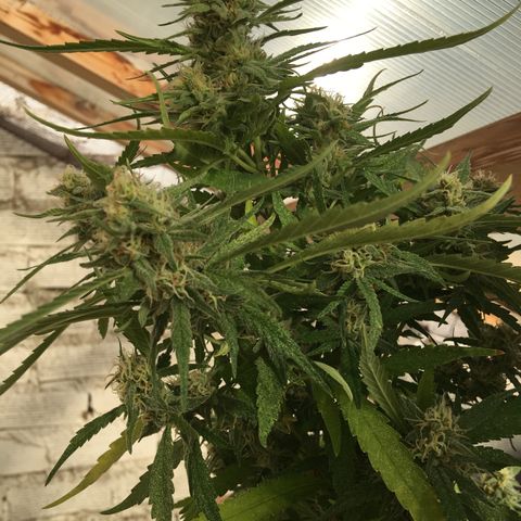 WCAPF #1 growlog timeline photo