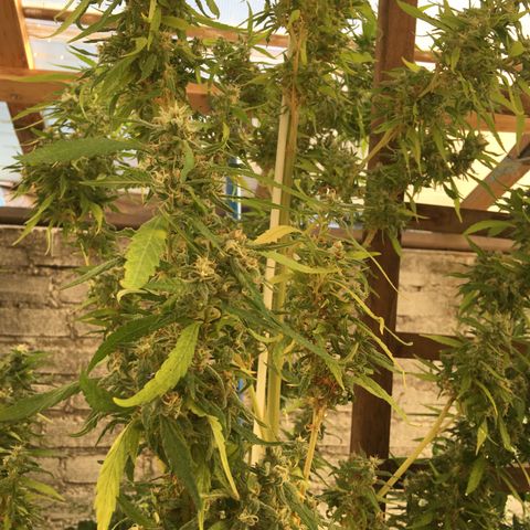 WCAPF #1 growlog timeline photo