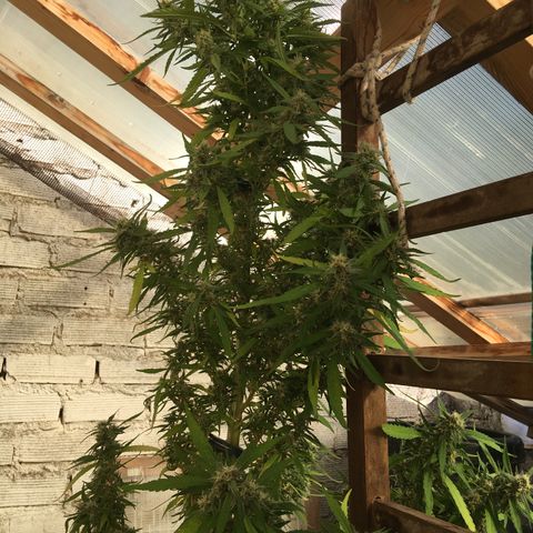 WCAPF #1 growlog timeline photo