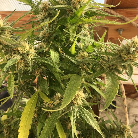 WCAPF #1 growlog timeline photo