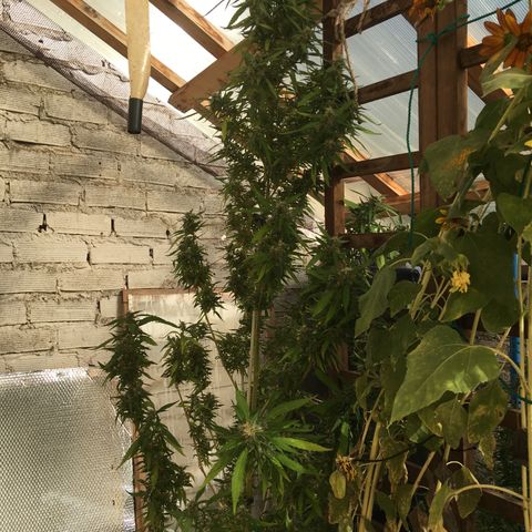WCAPF #1 growlog timeline photo
