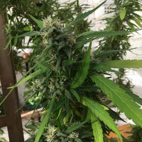 WCAPF #1 growlog timeline photo
