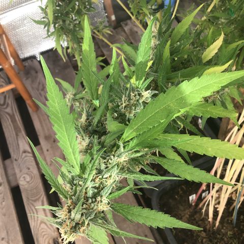WCAPF #1 growlog timeline photo