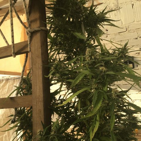 WCAPF #1 growlog timeline photo