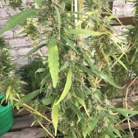 WCAPF #1 growlog timeline photo
