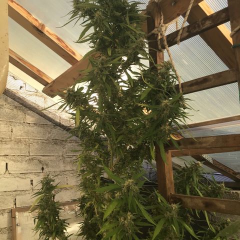 WCAPF #1 growlog timeline photo