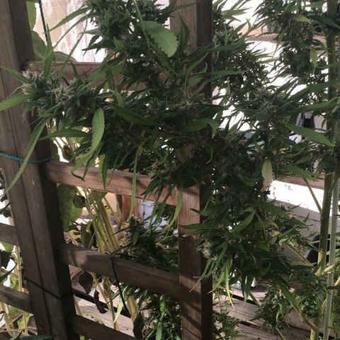 WCAPF #1 growlog timeline photo