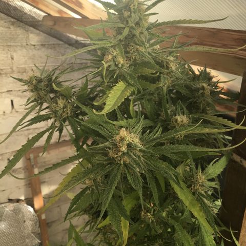 WCAPF #1 growlog timeline photo