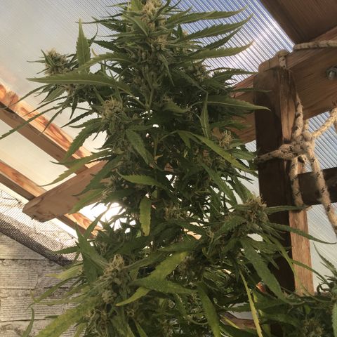WCAPF #1 growlog timeline photo