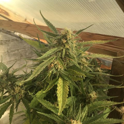 WCAPF #1 growlog timeline photo