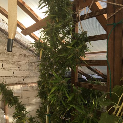WCAPF #1 growlog timeline photo