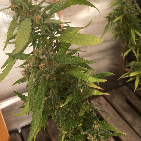 WCAPF #1 growlog timeline photo