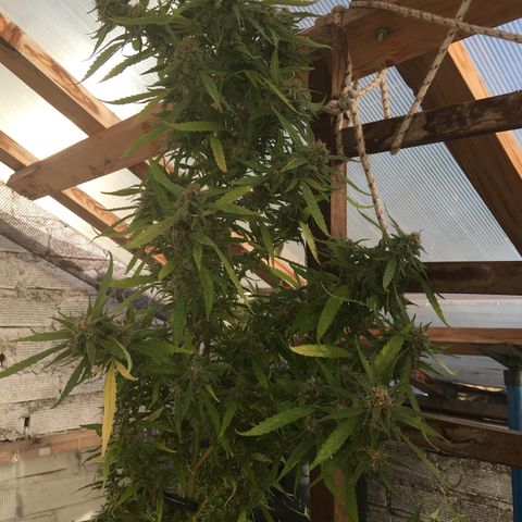 WCAPF #1 growlog timeline photo