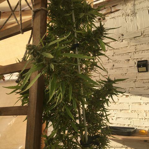 WCAPF #1 growlog timeline photo
